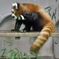 頭を掻くシセンレッサーパンダ(夢見ヶ崎動物公園)