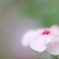 「Catharanthus roseus」