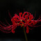 曼殊沙華
