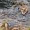カモと水紋