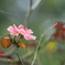 秋を待つ｡｡｡薔薇一輪