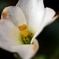 野に咲く花のように…
