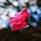 山に咲く花  夾竹桃