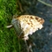 P2260440：ミドリヒョウモン