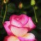 Autumn rose②