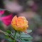 秋薔薇