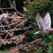 野鳥の季節