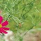 『蜂のように刺す』