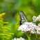 秋のアゲハⅠ「秋の花と」