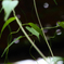 PENTACON50㎜ F1.8 MC