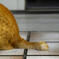 猫のしっぽより愛を込めて