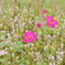 コスモス　DSC_0010