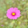 コスモス　DSC_0032