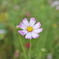 コスモス　DSC_0091