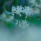 白花曼珠沙華