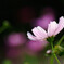 10月の午後✿秋桜の彩