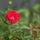 薔薇一輪　