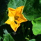 野菜な花