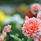 大岡ひなたダリア園  -2-