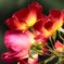 Autumn rose③-1