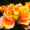 Autumn rose③-2