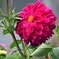 秋に咲く花