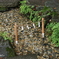 川越氷川神社-001