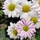 菊の花