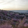 彩園