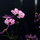 小春日和の秋桜