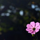 小春日和の秋桜