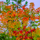 紅葉のはじまり