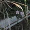 路傍の花