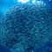 イワシの魚群
