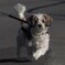 犬のリフレッシュ！