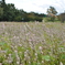 ケイトウ　DSC_0054