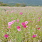 花畑　DSC_0008