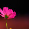 Passion✿秋桜の華
