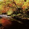 定山渓白井川紅葉