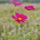 コスモス　DSC_0158