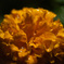 DSCF6957