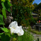 2501010c恵心院15