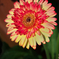 ガーベラ