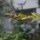 ヤブムラサキ