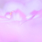 Angel Wings