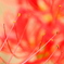 蕊