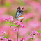 赤そばの蜜のお味は？
