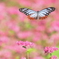 今度はどの花にしようかなー