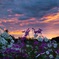 夜明けと秋桜
