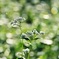 蕎麦の花と朝日